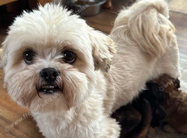 Lhasapoo puppies