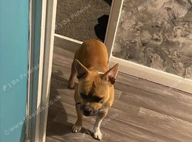 Milo one year old male