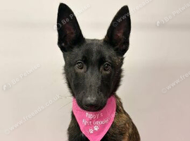 Belgium Shepherd cross