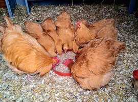 Purebred Buff Orpington lg Fowl hatching eggs