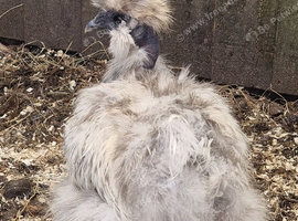 Silkie Splash eu showgirl