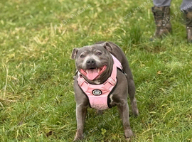 Male and female staffy