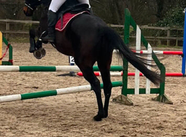 16.1hh 12yo Irish TB All-Rounder &ndash; &pound;3,000 Reading
