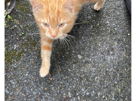 Ginger kitten