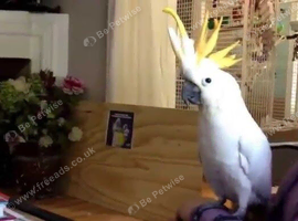 Yellow Crested Cockatoo Glasgow