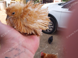 4 beautiful chick's for sale