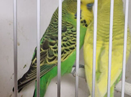 Pair of budgies