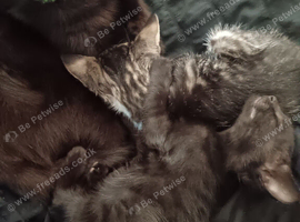 2x black female kittens 12 weeks old wormed flead