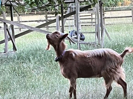 For Sale: Registered Royal Golden Guernsey Buck