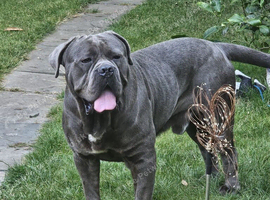 Pair of Cane Corso