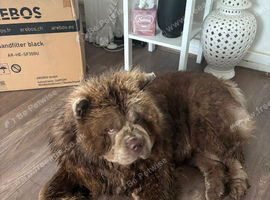 Male chow chow lilac