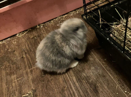 Various mini lops