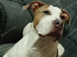 Staffy bitch