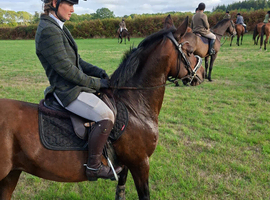 13 yr old nf x welsh mare 14.2hh