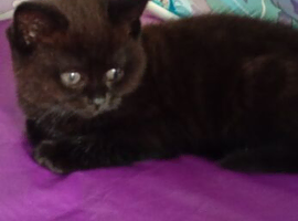 Brown kitten
