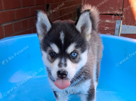 Gorgeous Pomsky puppies