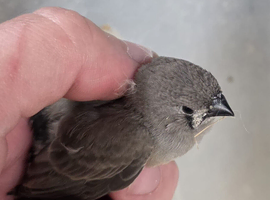 Zebra finches for sale
