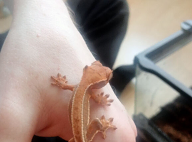 3 baby crested geckos