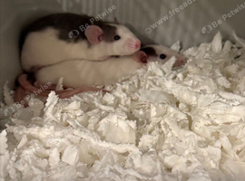 2 Female Bonded Dumbo Rate & cage