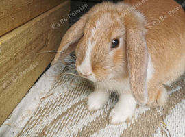 Baby rabbit for sale