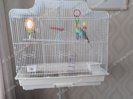 2 male budgies with cage and stand