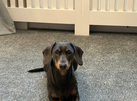 2 year 6 month old dachshund blue and tan
