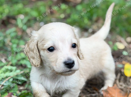 KC reg, English cream Miniature Dachshund puppies