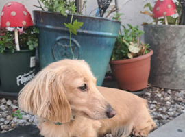 Cream longhaired dachshund female kc reg