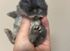 Baby bunnies