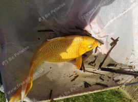 Selling Pond fishes