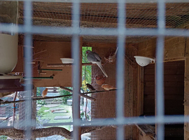 Diamond doves for sale