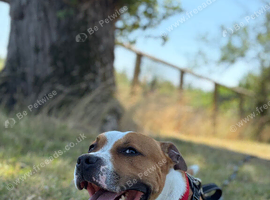 4 year old lovely staffy