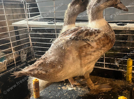 Pair of 7 weeks old Welsh Harlequins