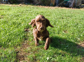 Cocker spaniel puppies