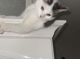 Female Kitten for sale