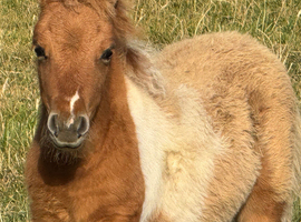 Exquisite Miniature Shetland Colt
