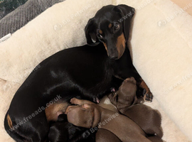 Dashund puppys