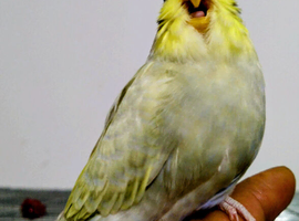 Beautiful Baby Budgies