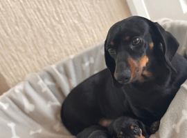 Miniature dachshund girl