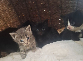 Russian Blue x Kittens
