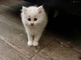 4 beautiful Persian kittens, ready now