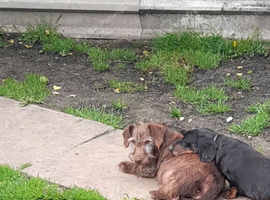 2 dachshund looking for new home