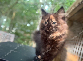 Maincoon x ragdoll