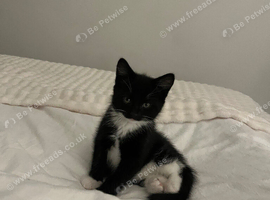 Cat available
