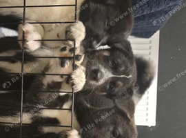 Beautiful Huskita Puppies
