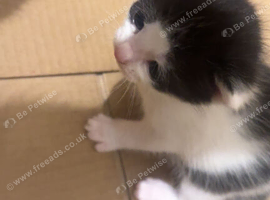 2 Female kittens