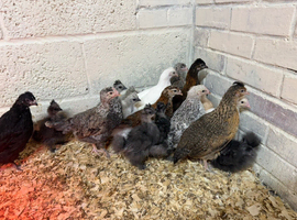 Mixed Hybrid Growers Blue and Brown eggs