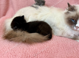 Mainecoon cross Ragdoll girls
