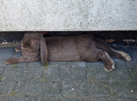 Giant French lop rabbits