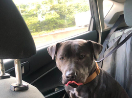 2 year old blue female staff